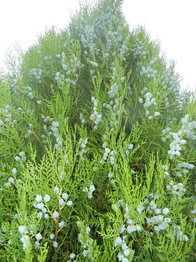 Thuja occidentalis (2014, June 23)