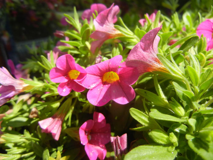 Calibrachoa Pink (2014, June 24) - Calibrachoa Pink