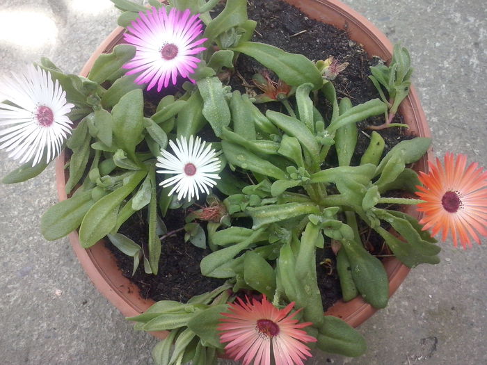 CAM02097 - 2014 FLORI EXTERIOR