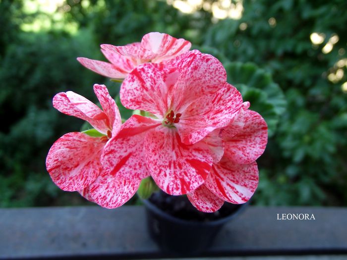 mosaic red - muscate zonale