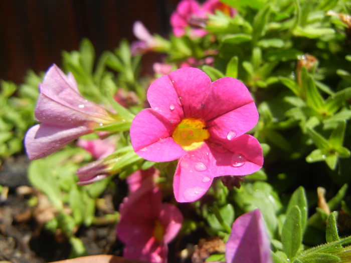 Calibrachoa Pink (2014, June 24)