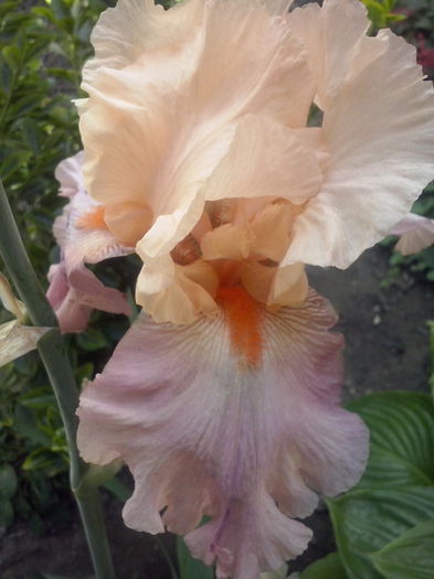 CAM02099 - 2014 FLORI EXTERIOR