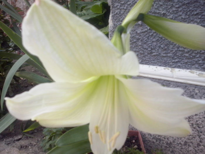 CAM02101 - 2014 FLORI EXTERIOR