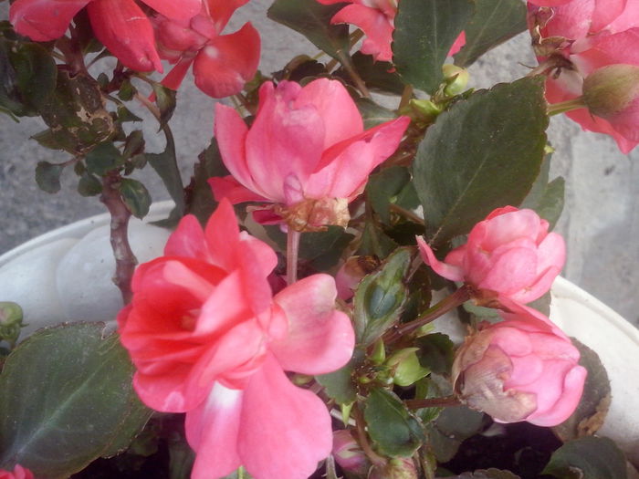 CAM02102 - 2014 FLORI EXTERIOR