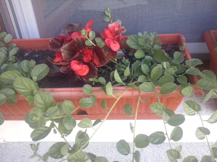 CAM02114 - 2014 FLORI EXTERIOR