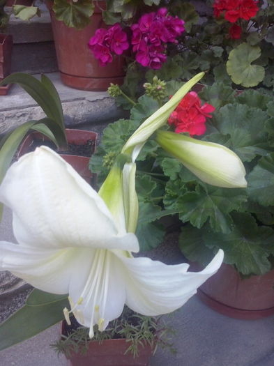 CAM02124 - 2014 FLORI EXTERIOR