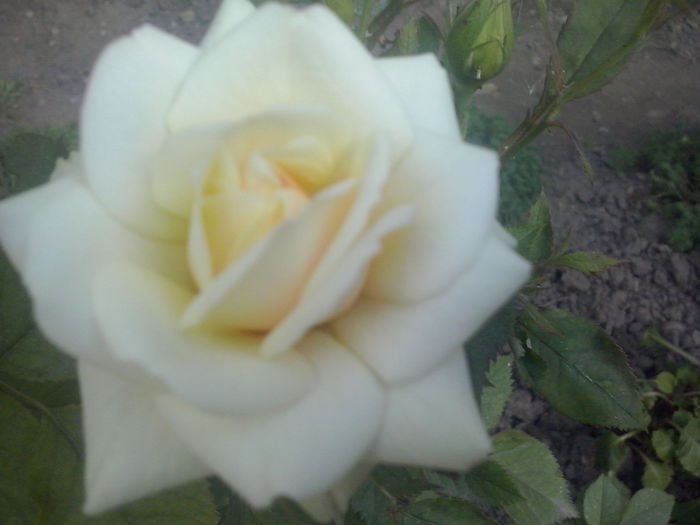 CAM02128 - 2014 FLORI EXTERIOR