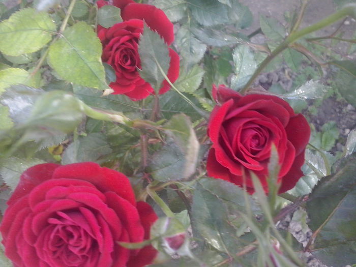 CAM02132 - 2014 FLORI EXTERIOR