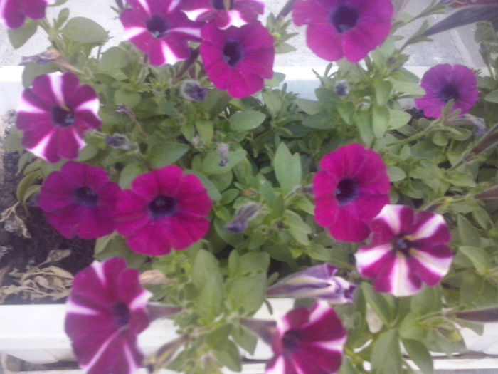 CAM02136 - 2014 FLORI EXTERIOR