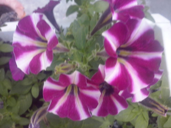 CAM02137 - 2014 FLORI EXTERIOR