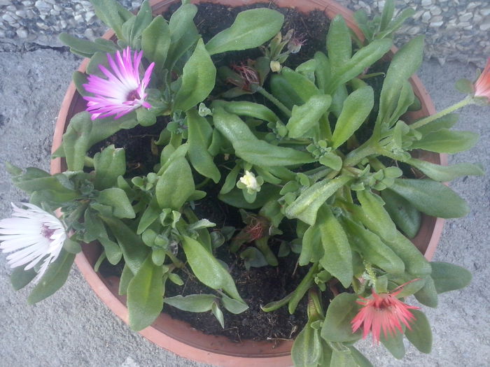 CAM02138 - 2014 FLORI EXTERIOR