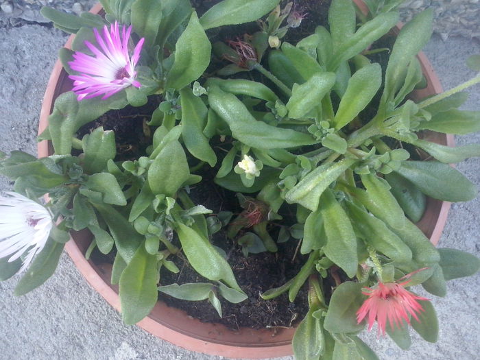 CAM02139 - 2014 FLORI EXTERIOR