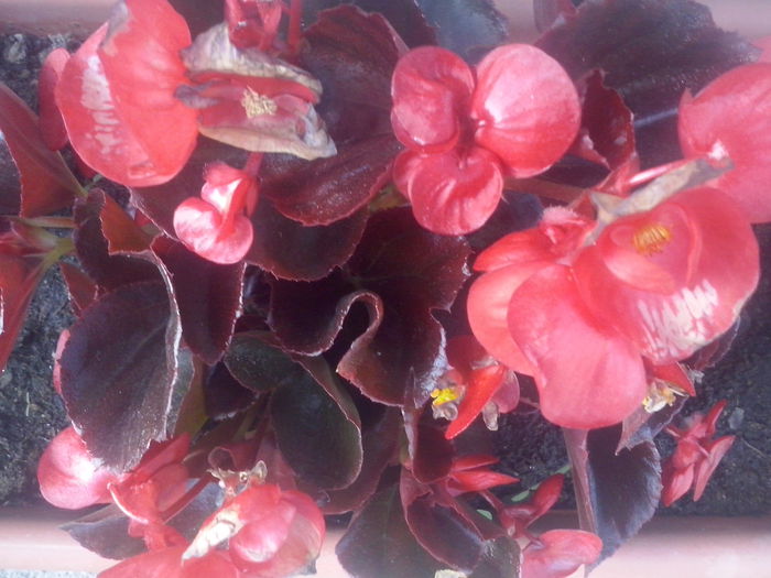 CAM02141 - 2014 FLORI EXTERIOR