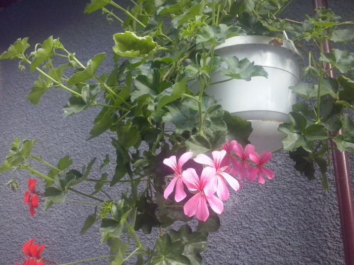 CAM02142 - 2014 FLORI EXTERIOR