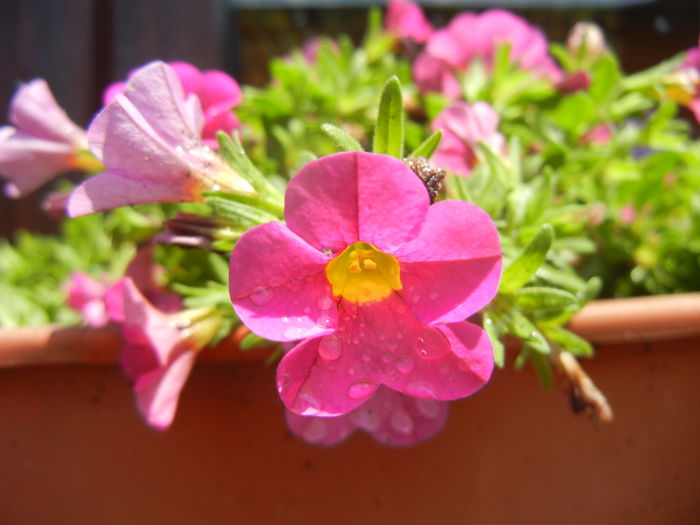 Calibrachoa Pink (2014, June 24) - Calibrachoa Pink