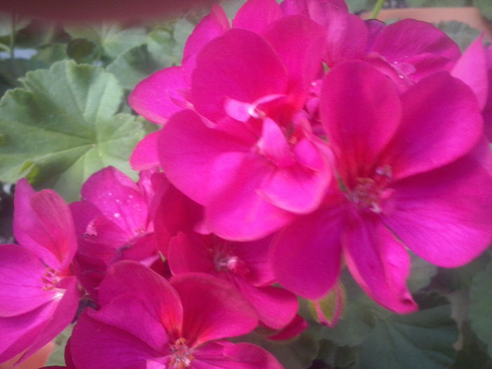 CAM02150 - 2014 FLORI EXTERIOR