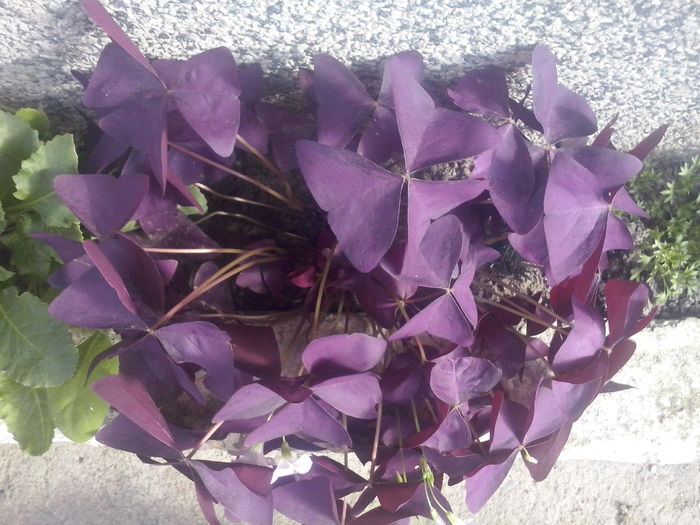 CAM02158 - 2014 FLORI EXTERIOR