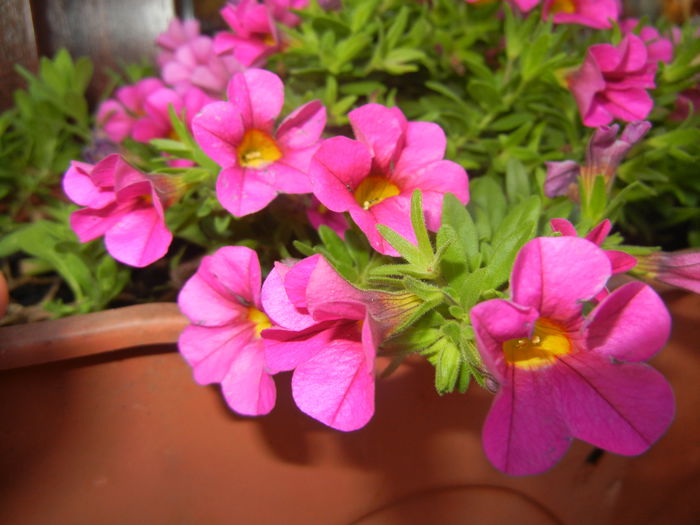 Calibrachoa Pink (2014, June 27)