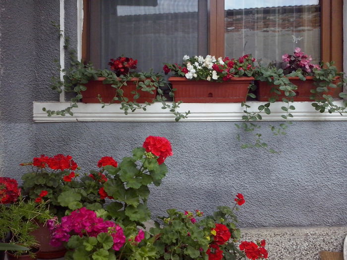 CAM02231 - 2014 FLORI EXTERIOR