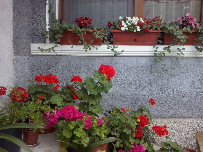 CAM02232 - 2014 FLORI EXTERIOR