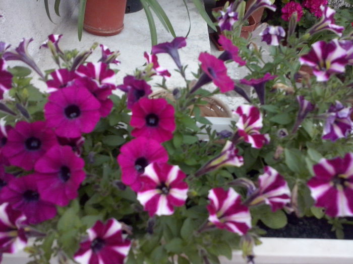 CAM02233 - 2014 FLORI EXTERIOR