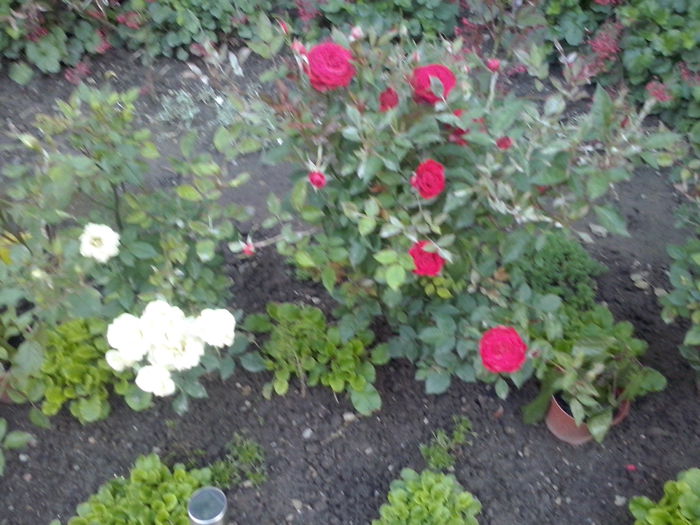 CAM02234 - 2014 FLORI EXTERIOR