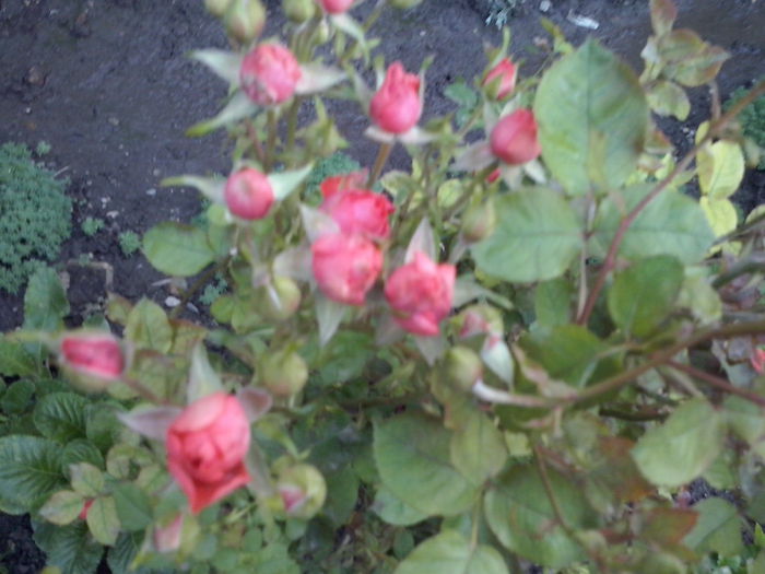 CAM02236 - 2014 FLORI EXTERIOR