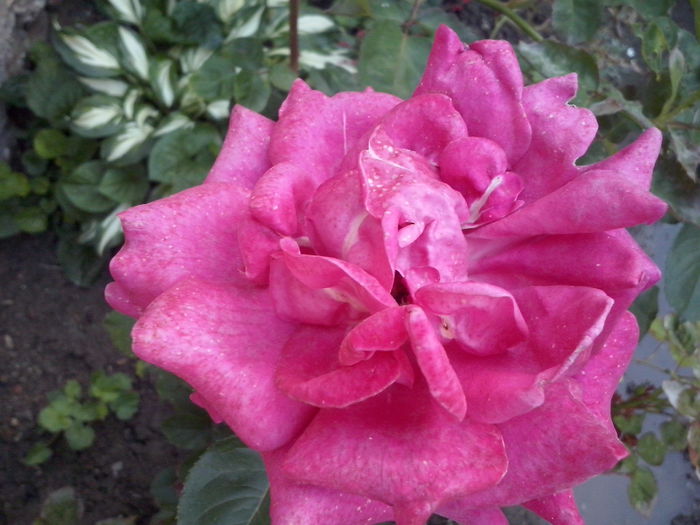 CAM02242 - 2014 FLORI EXTERIOR