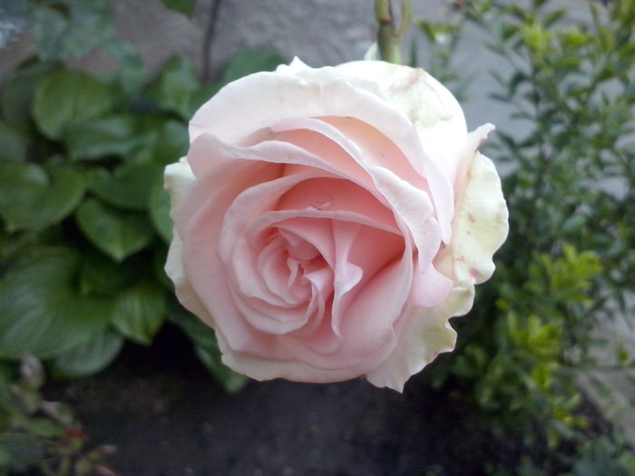 CAM02243 - 2014 FLORI EXTERIOR