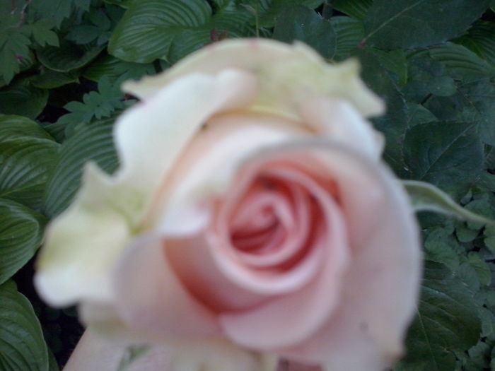 CAM02245 - 2014 FLORI EXTERIOR