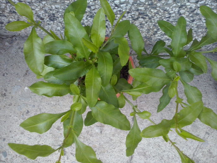 CAM02246 - 2014 FLORI EXTERIOR