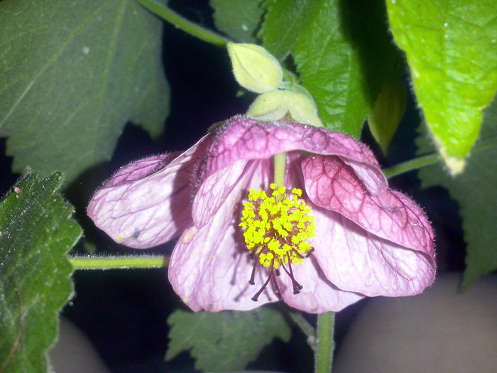 CAM02255 - 2014 FLORI EXTERIOR