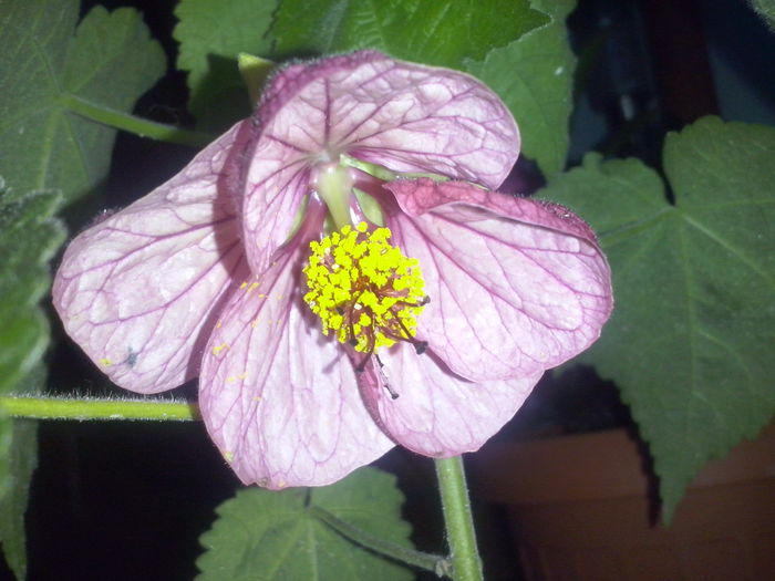 CAM02257 - 2014 FLORI EXTERIOR