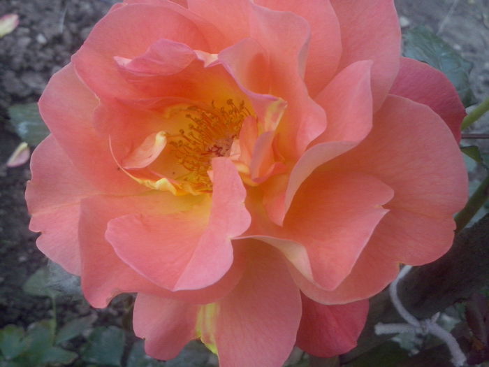 CAM02260 - 2014 FLORI EXTERIOR