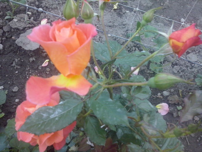 CAM02261 - 2014 FLORI EXTERIOR