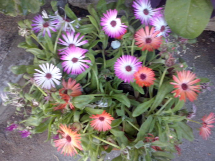 CAM02307 - 2014 FLORI EXTERIOR