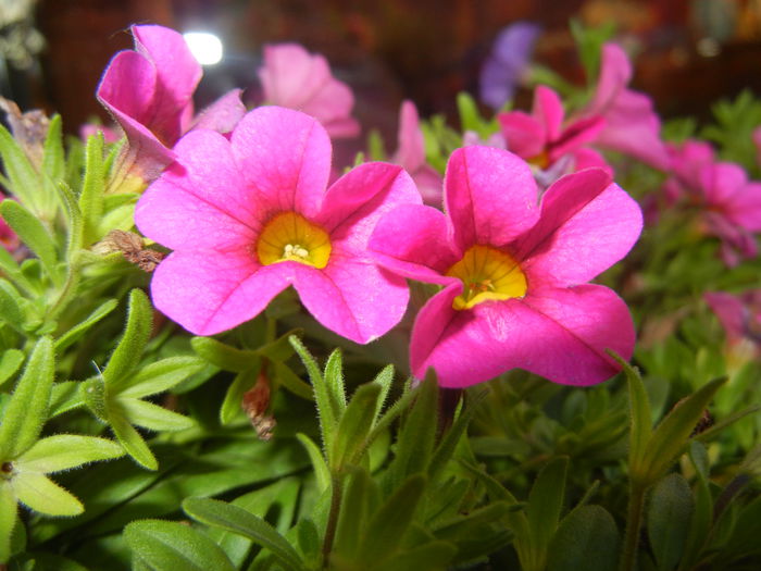 Calibrachoa Pink (2014, June 27) - Calibrachoa Pink