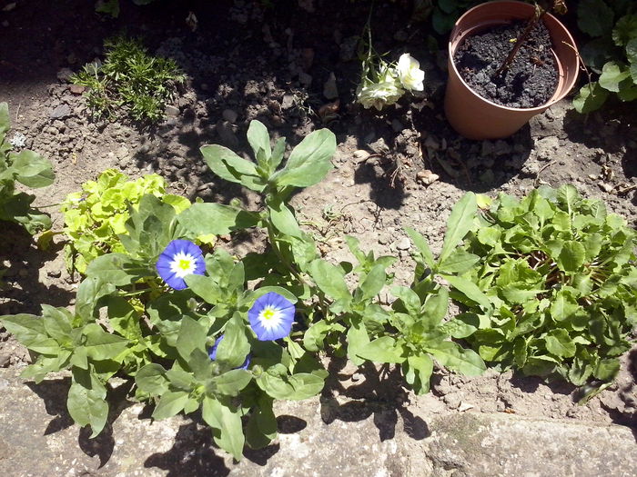 CAM02308 - 2014 FLORI EXTERIOR