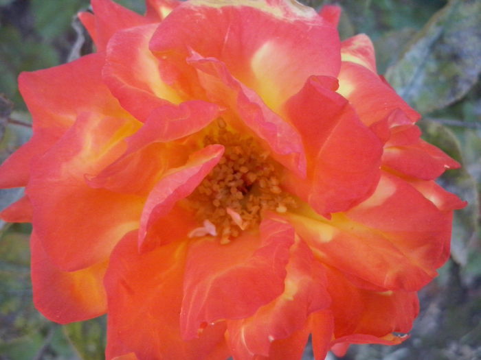 CAM02312 - 2014 FLORI EXTERIOR