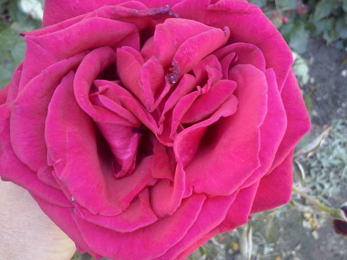 CAM02313 - 2014 FLORI EXTERIOR