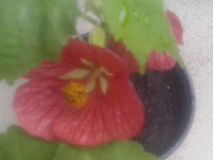 CAM02317 - 2014 FLORI EXTERIOR