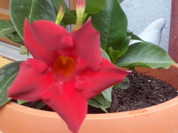 CAM02321 - 2014 FLORI EXTERIOR