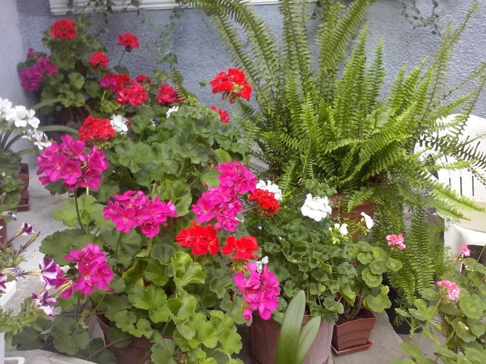 CAM02325 - 2014 FLORI EXTERIOR