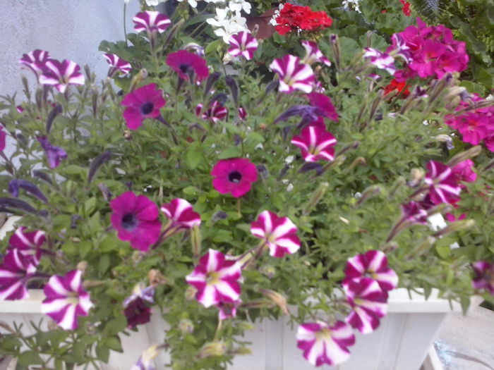 CAM02326 - 2014 FLORI EXTERIOR