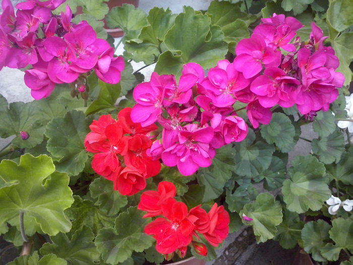 CAM02327 - 2014 FLORI EXTERIOR