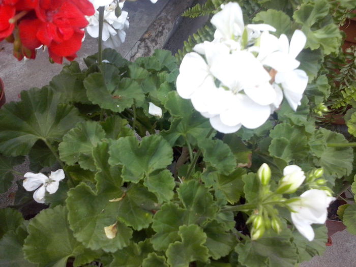 CAM02328 - 2014 FLORI EXTERIOR