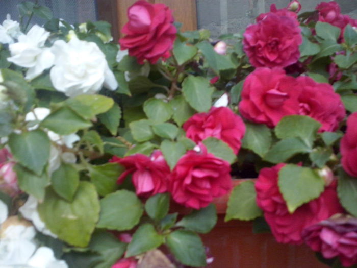 CAM02329 - 2014 FLORI EXTERIOR