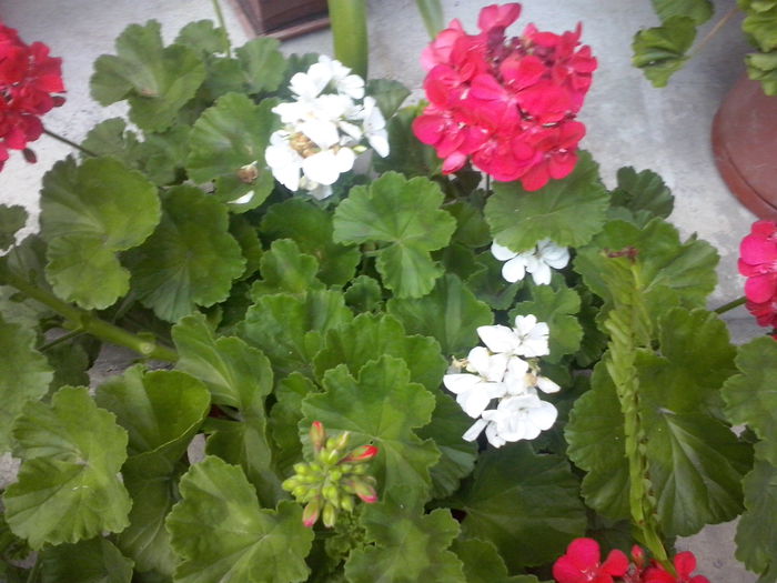 CAM02332 - 2014 FLORI EXTERIOR