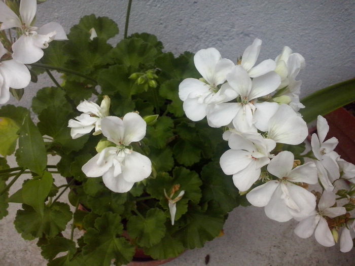 CAM02333 - 2014 FLORI EXTERIOR