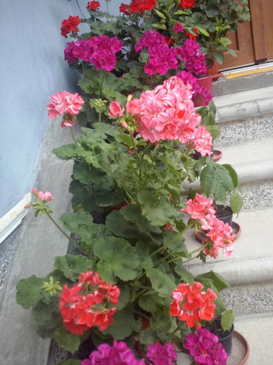 CAM02335 - 2014 FLORI EXTERIOR